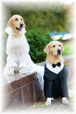 Pet Weddings in Sarasota Florida